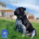 Olde English Bulldogge Puppies