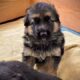 German Shepherd Puppies – AKC registered purebred