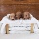 Medium Goldendoodle Puppies 🐶