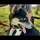 CKC Siberian Husky