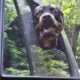 AKC Rottweiler Puppies