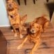 AKC Golden Retriever Puppies