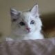Rare flame point ragdoll twin boys
