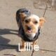 Lillies’s Yorkie Puppies