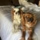 Cavalier King Charles Spaniel puppies for sale