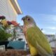 Green cheek yellow side dilute conure (male)