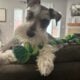 Miniature Schnauzer