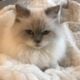 Blue Point Male Himalayan Kitten