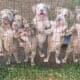 3 Beautiful 10 week old Fawn Pitbull Puppies