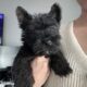 Scottish terrier puppies