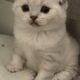 Scottish Fold Kittens For Sale