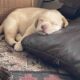 Pure Breed Lab Puppies For Sale