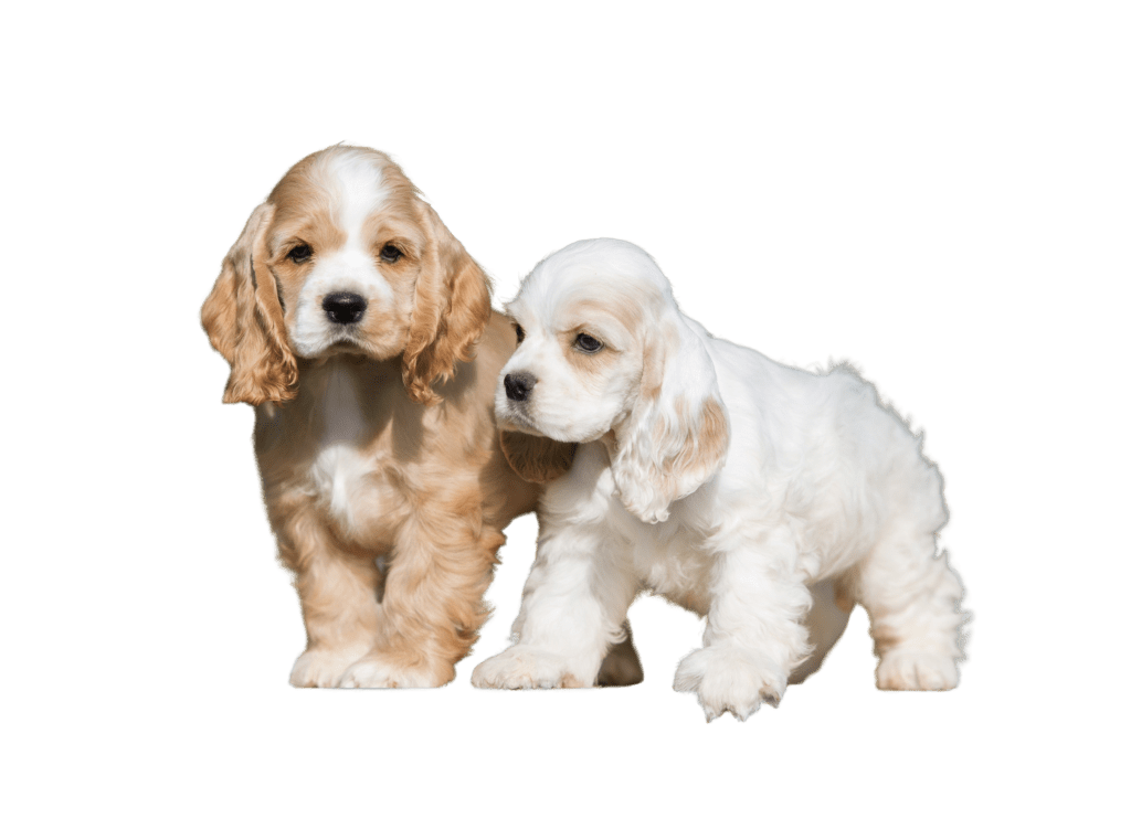 American Cocker Spaniel Puppies for Sale
