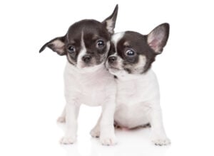 Apple head Chihuahuas