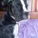 Boxer. Six Months old. Mom and Pop Boxers!