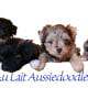 Micro Mini Aussiedoodle puppies!