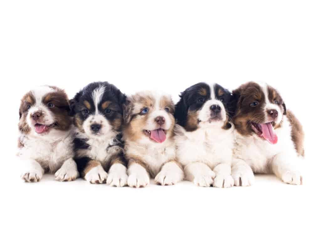 Australian Shepherd Puppies for Sale