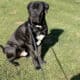 9 week old boerboel puppies
