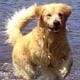 AKC registered Golden Retriever Puppies