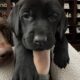 Weimador puppies for sale