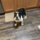English Bulldog_ AKC Registered