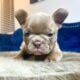 ROCK – Fluffy Super Stud