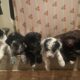 5 Puppies For Sale!