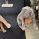 Cane Corso puppies