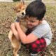 Shiba Puppies