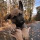 German Shepherd x Belgian Malinois