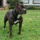 ABBA America Bully Puppies for Sale