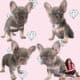 French Bulldog puppies