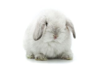 Baby Rabbits for Sale Holland Lop