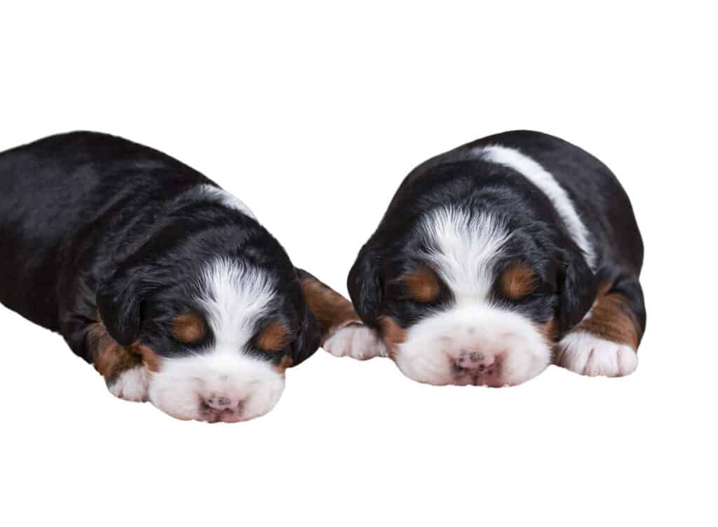 Bernedoodle Puppies