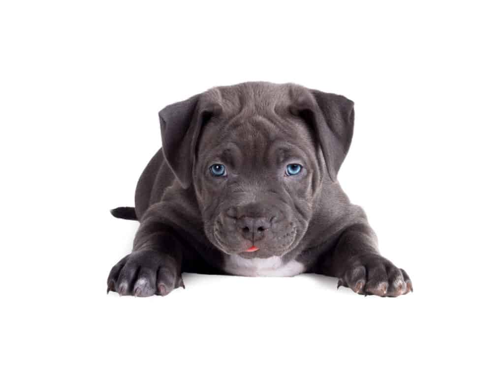 Blue Eyed American Pitbull Terrier Puppy