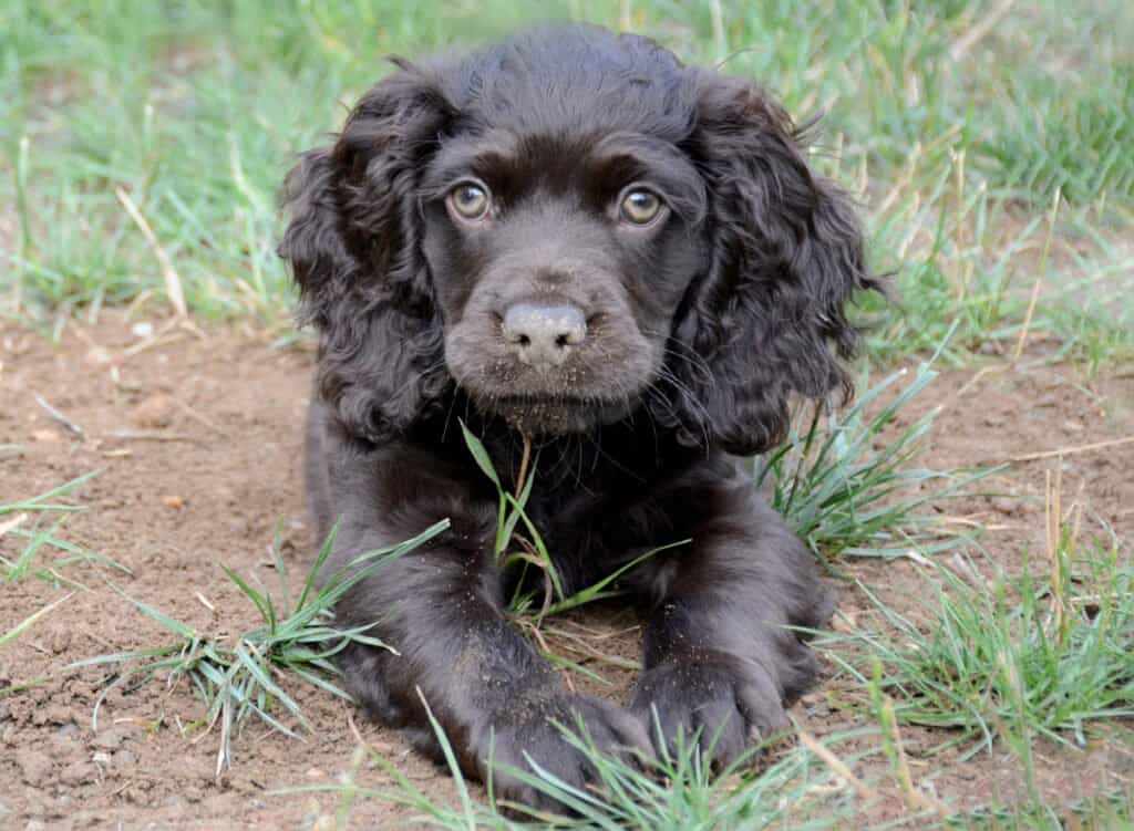 Boykin Spaniel for Sale