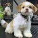 Pretty’s Shintzu puppy’s