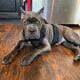 Beautiful AKC registered Cane Corso puppies