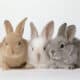 Netherland Dwarf Baby Rabbit For Sale! (Girl)