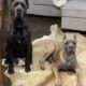 Cane Corso Puppies Double Registered