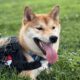 Purebred Shiba Inu