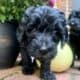 Black GoldenDoodle F1b puppies for sale!!