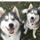Male and female pair well behaved Siberian huskys