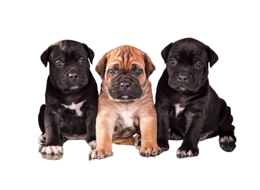 Cane Corso puppies for sale