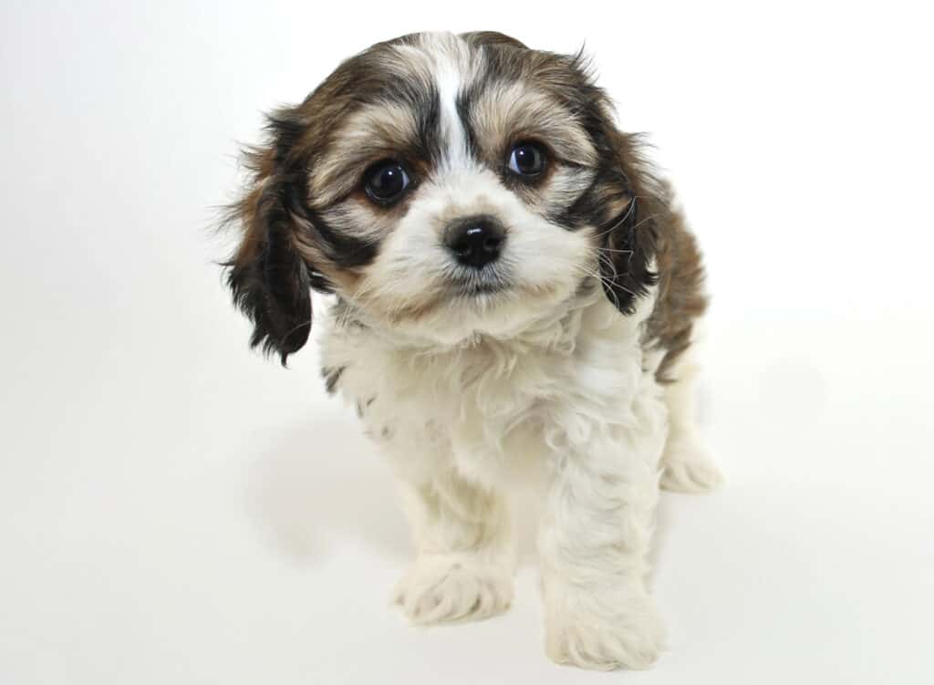 Cavachon For Sale