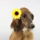 Lovebug Moyen Poodle