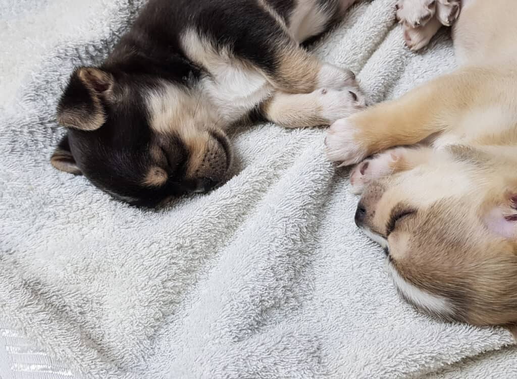 Chihuahua Puppies for Sale