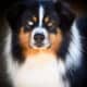 Female Australian Shepherd – 1 1/2 yrs old
