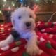 AKC registered old English sheepdogs