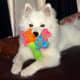 American Eskimo Puppy AKC Champion Bloodline OFFER